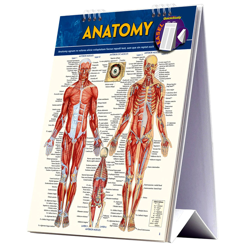 Anatomisk Easel Bog: Hurtig Reference til Studerende
