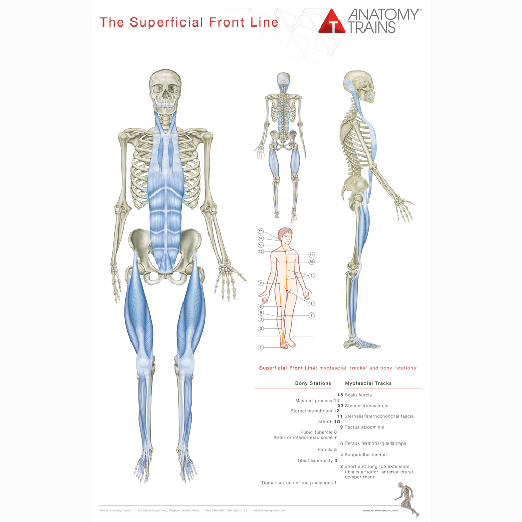 Anatomiske Plakater til Kropens Struktur – Uundgåelig Guide