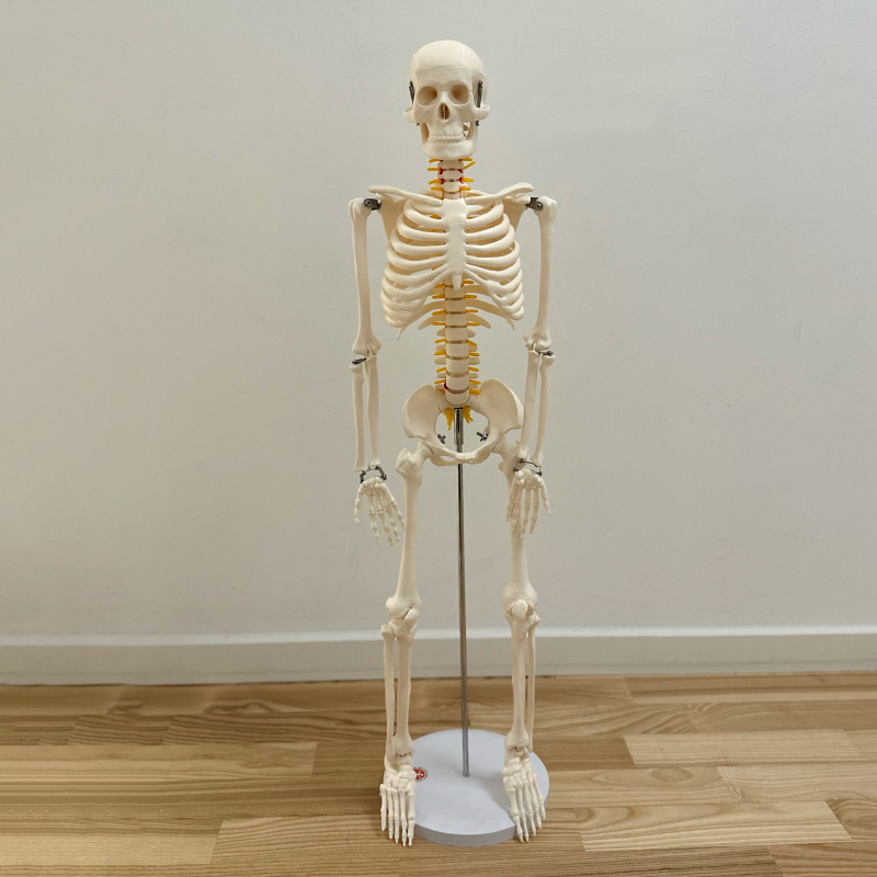 85 Cm Skelet med Nerver – Perfekt til Massage og Undervisning