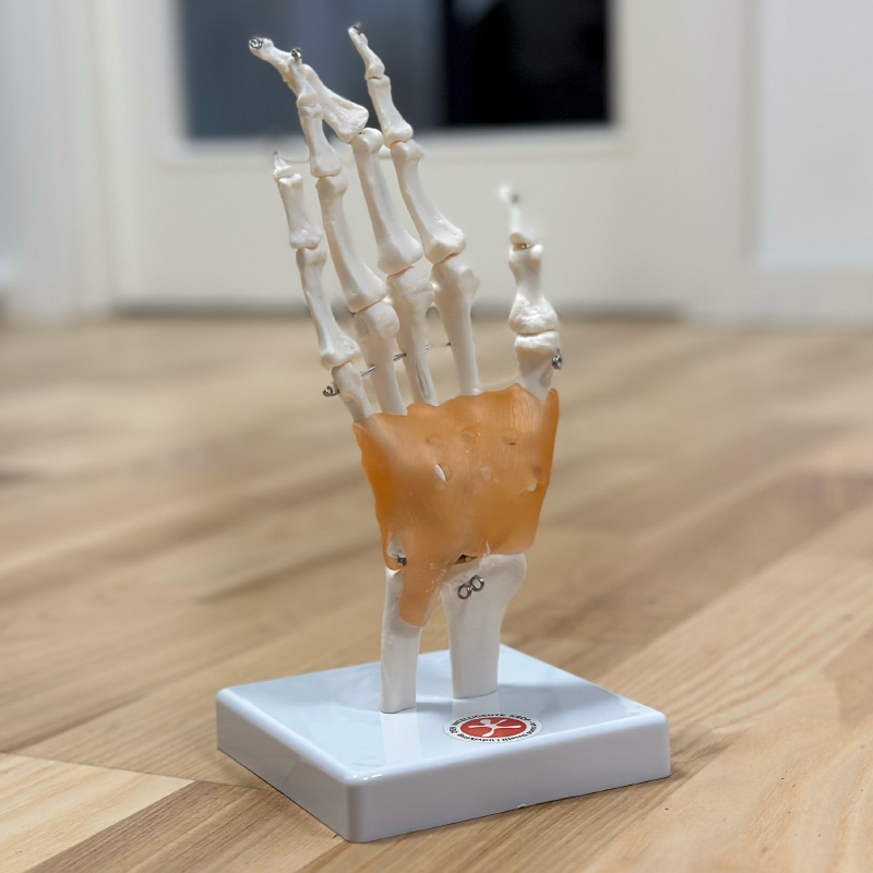 Fuld størrelse håndmodel til anatomisk studie – køb nu!