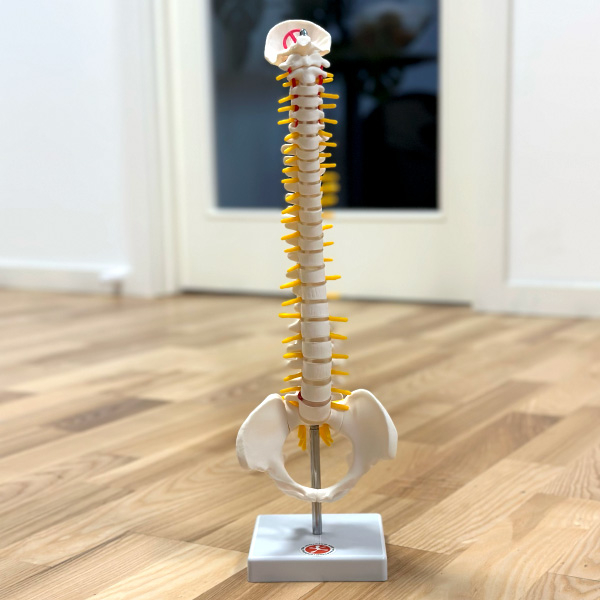 Anatomisk rygsøjle med bækken 43 cm – Ideel til undervisning!