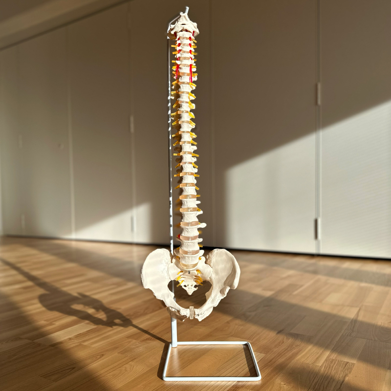 Anatomisk Rygsøjle med Bækken – 76 cm til Undervisning