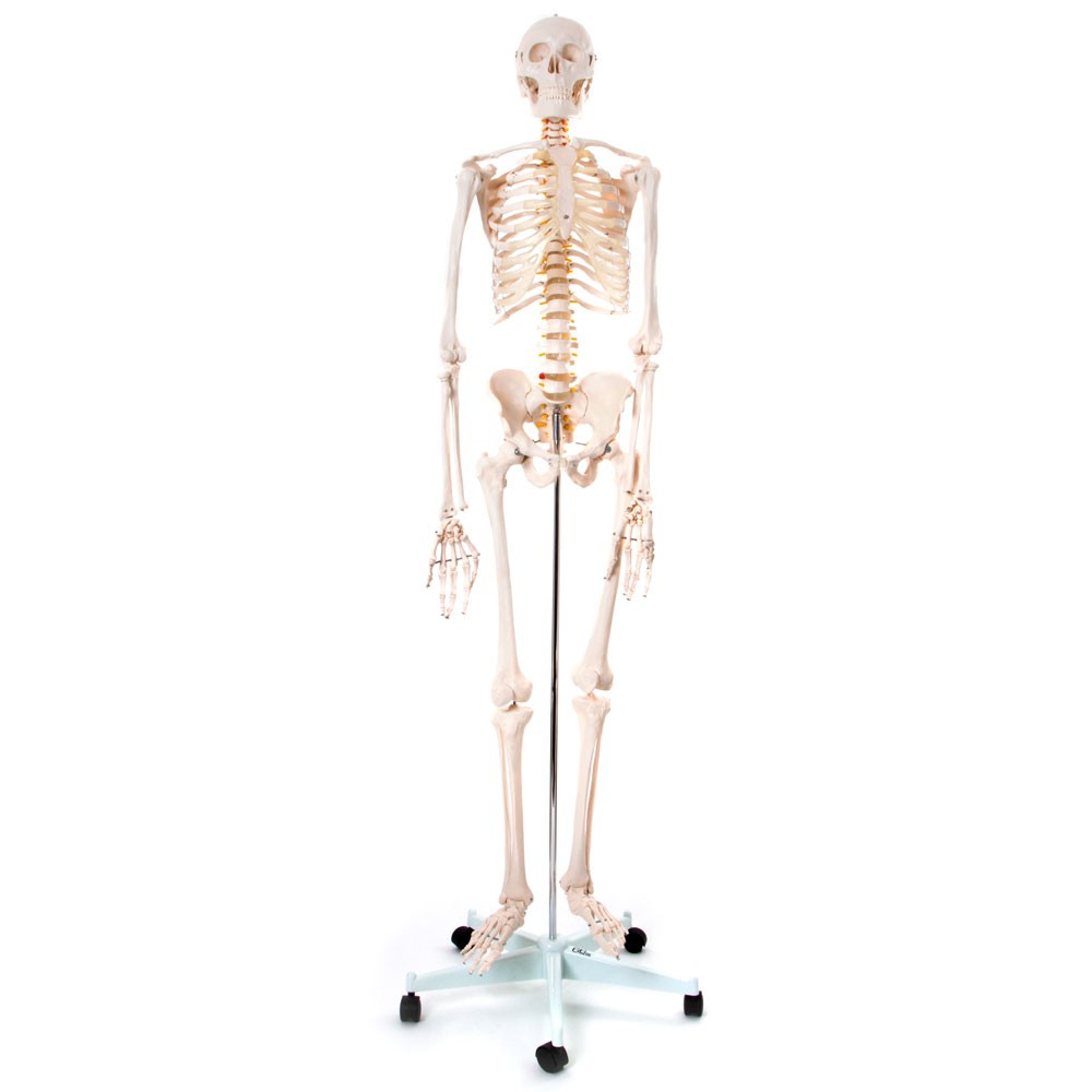 Anatomisk Skelet 170 cm – Uundgåeligt Læringsværktøj