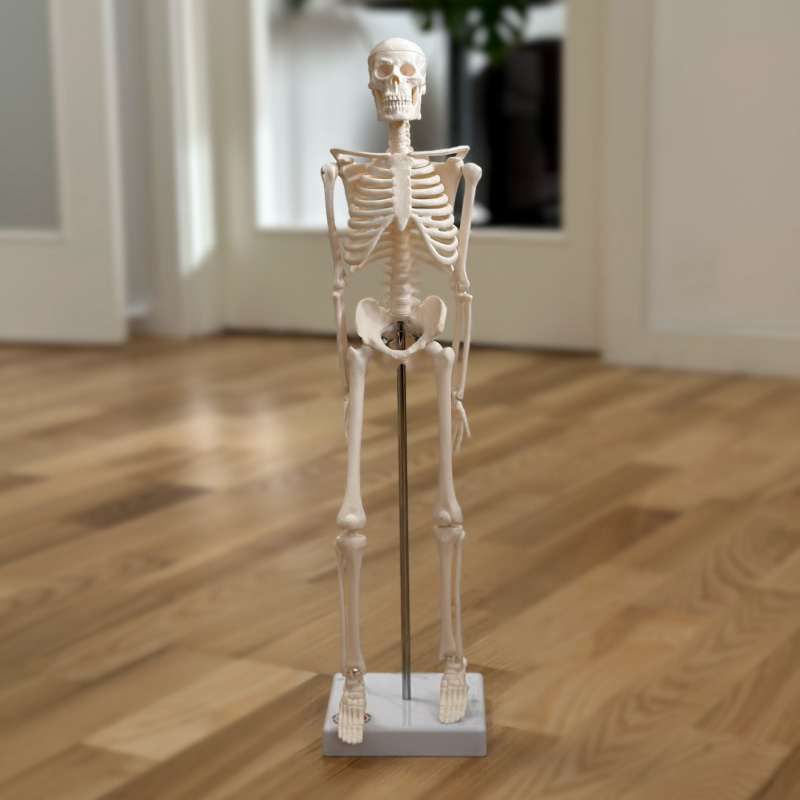 Miniature Skelet 45 Cm – Uundgåeligt værktøj til massagebehandlinger